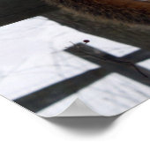 Poster Écureuil (Coin)