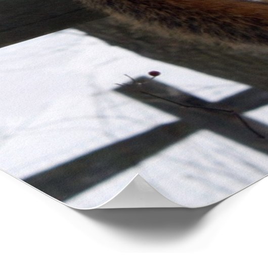 Poster Écureuil (Coin)