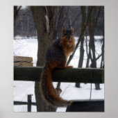 Poster Écureuil (Devant)