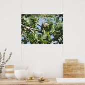 Poster Écureuil (Cuisine)