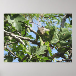 Poster Écureuil