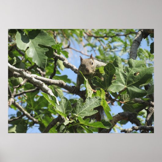 Poster Écureuil (Devant)