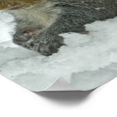 Poster Écureuil à neige (Coin)