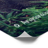 Poster Écureuil adorable (Coin)