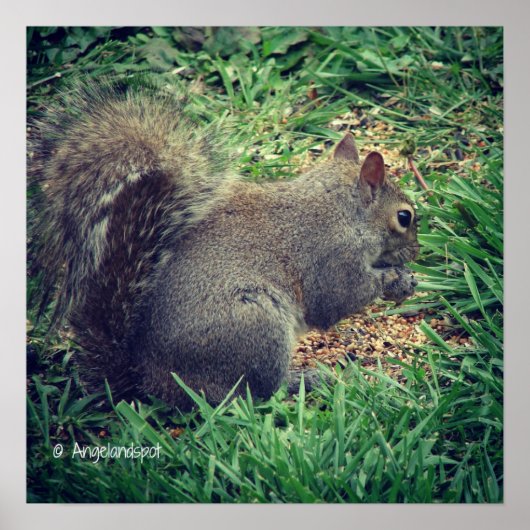Poster Écureuil adorable (Devant)