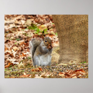 Poster Écureuil affamé