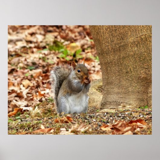 Poster Écureuil affamé (Devant)