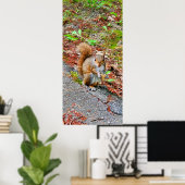 Poster Écureuil alimentation (Bureau à domicile)