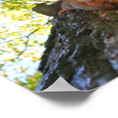 Poster Écureuil au repos (Coin)