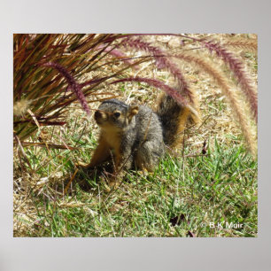 Poster - Écureuil curieux