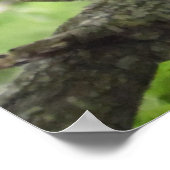 Poster Écureuil dans l'arbre 40" X 27" (Coin)