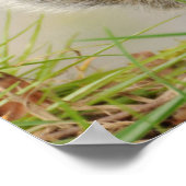 Poster Écureuil de bébé (Coin)