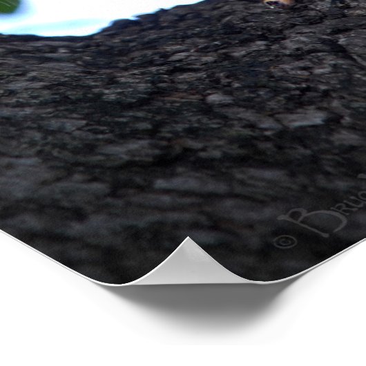 Poster Écureuil de bébé dans l'arbre (Coin)