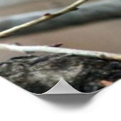 Poster Écureuil de Noël (Coin)