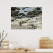 Poster Écureuil de Pacific Grove (Cuisine)