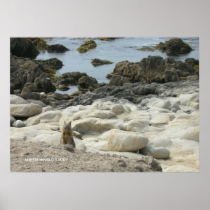 Poster Écureuil de Pacific Grove