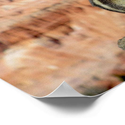 Poster Écureuil de sol doré (Coin)