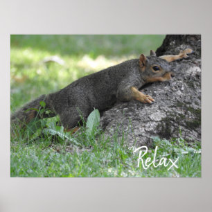 Poster Écureuil détendu se reposant sur des racines d'arb
