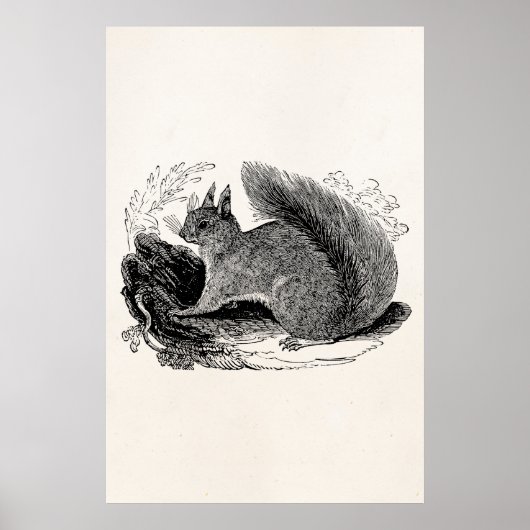 Poster Écureuil d'Europe vintage des années 1800 (Devant)