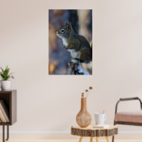 Écureuil d'hiver, animal Brown, photo canadienne