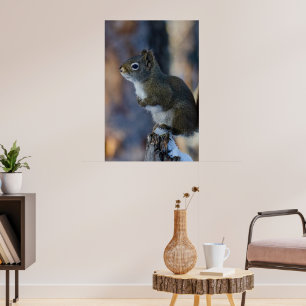 Poster Écureuil d'hiver, animal Brown, photo canadienne