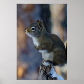 Poster Écureuil d'hiver, animal Brown, photo canadienne (Devant)