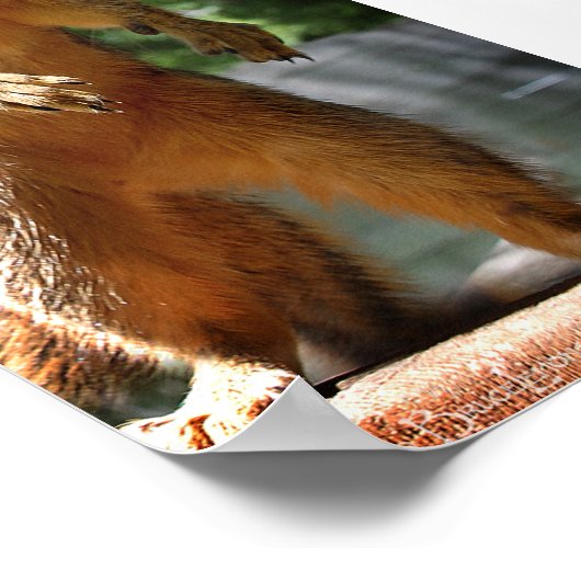 Poster Écureuil droit (Coin)