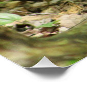 Poster Écureuil en forêt (Coin)