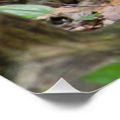 Poster Écureuil en forêt (Coin)