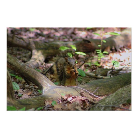 Poster Écureuil en forêt (Devant)