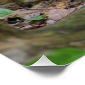 Poster Écureuil en forêt (Coin)