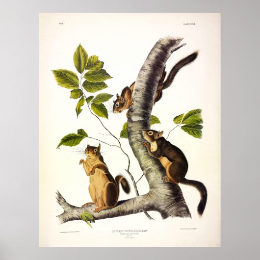 Poster Écureuil en verre ou en pin (Pickaree) par Audubon (Devant)