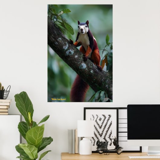 Poster Écureuil géant de Malabar (Bureau à domicile)