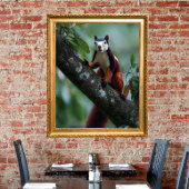 Poster Écureuil géant de Malabar