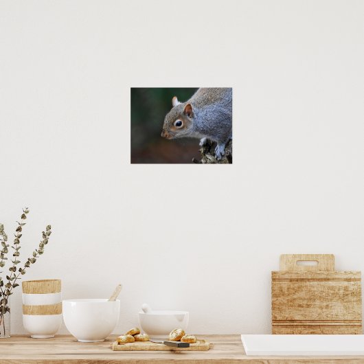 Poster Écureuil gris (Cuisine)
