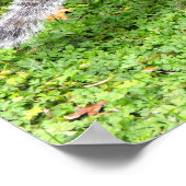 Poster Écureuil gris (Coin)