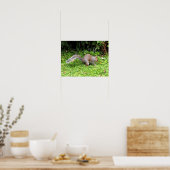 Poster Écureuil gris (Cuisine)