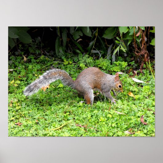 Poster Écureuil gris (Devant)