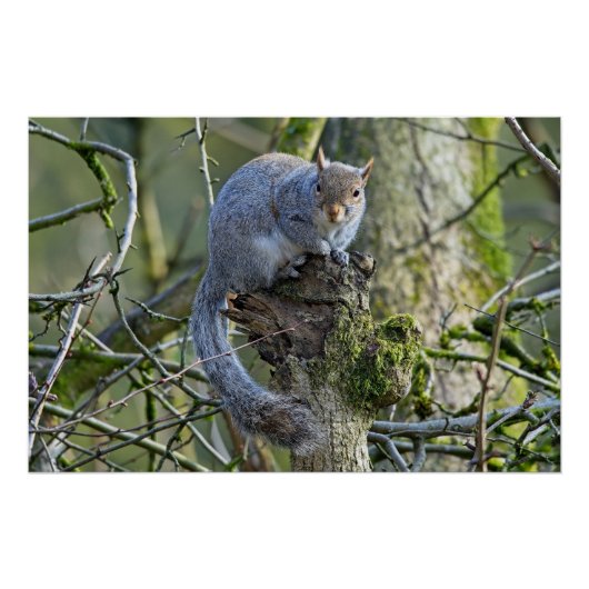 Poster Écureuil gris assis dans un arbre (Devant)
