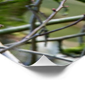 Poster Écureuil gris assis dans un arbre (Coin)