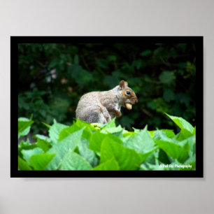 Poster Écureuil gris avec noix