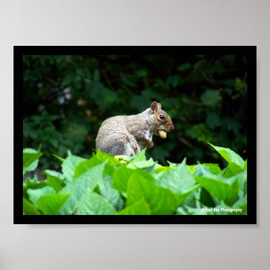 Poster Écureuil gris avec noix (Devant)