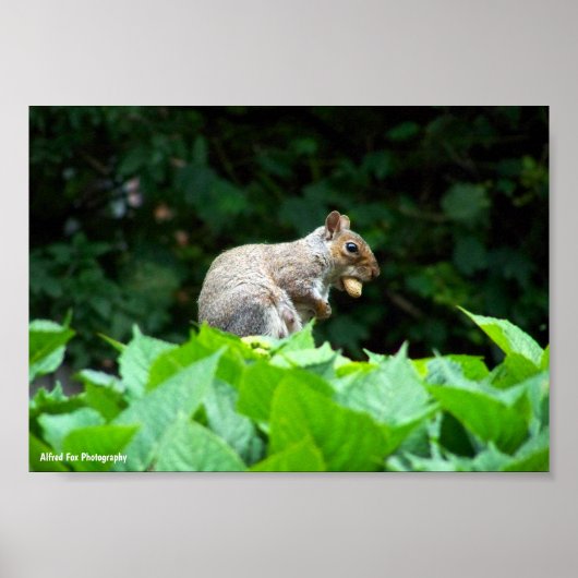 Poster Écureuil gris avec noix (Devant)