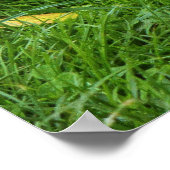 Poster Écureuil gris, Bute Park, Cardiff (Coin)