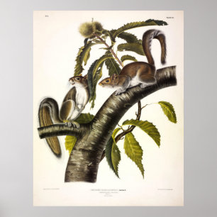 Poster Écureuil gris de Caroline (Est) par Audubon