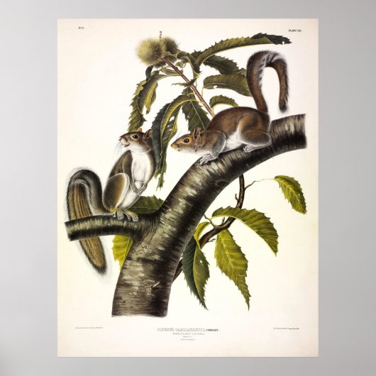 Poster Écureuil gris de Caroline (Est) par Audubon (Devant)