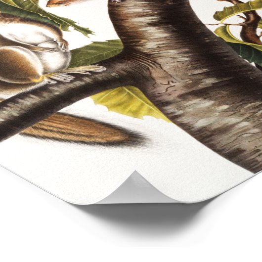 Poster Écureuil gris de Caroline (Sciurus Carolinensis) (Coin)