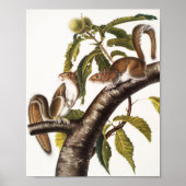 Poster Écureuil gris de Caroline (Sciurus Carolinensis) (Devant)