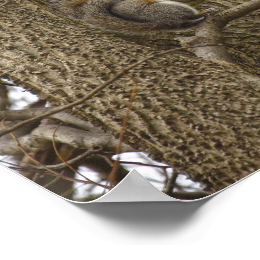 Poster Écureuil gris de l'Est mangeant Fleurs de chêne (Coin)