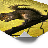 Poster Écureuil gris de l'Est (Sciurus carolinensis) (Coin)